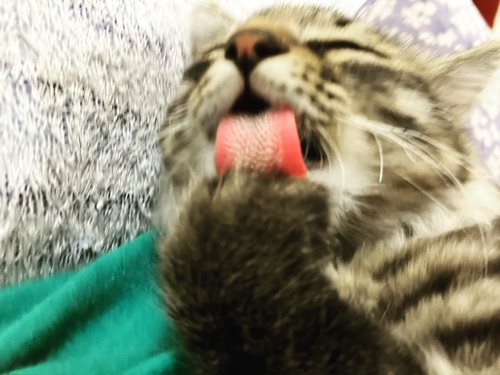アイコン